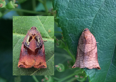 Stor fruktvikler (Archips podana)