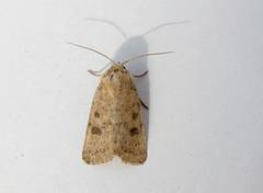 Brunt urtefly (Caradrina morpheus)