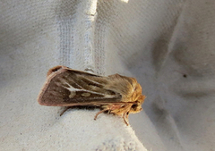 Gressmarkfly (Cerapteryx graminis)