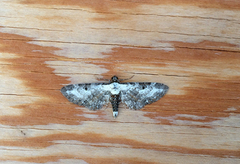 Burotdvergmåler (Eupithecia succenturiata)