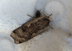 Hagebåndfly (Noctua pronuba)