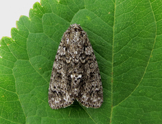 Syrekveldfly (Acronicta rumicis)