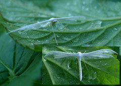 Sølvfjærmøll (Pterophorus pentadactyla)