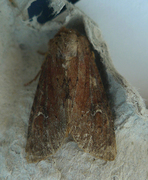 Teglrødt engfly (Apamea lateritia)