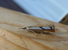 Treflekket nebbmott (Catoptria permutatella)