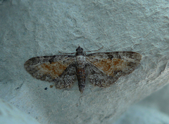 Rustdvergmåler (Eupithecia icterata)