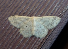 Randengmåler (Idaea biselata)