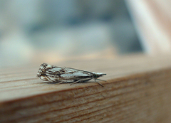 Klippenebbmott (Catoptria falsella)