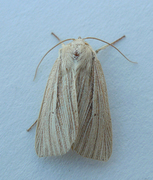 Halmgult gressfly (Mythimna pallens)