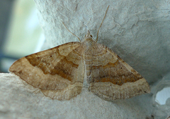 Brun bakkemåler (Scotopteryx chenopodiata)