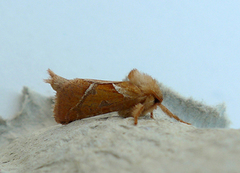 Rød roteter (Triodia sylvina)