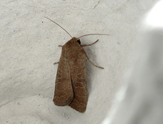 Mørkt ringurtefly (Hoplodrina blanda)