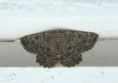 Tannringmåler (Charissa obscurata)