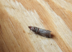 Rognesmalmott (Acrobasis advenella)