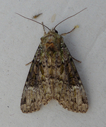 Grønt skogfly (Anaplectoides prasina)