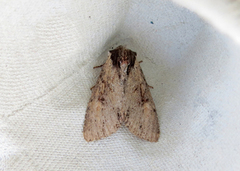 Kileengfly (Apamea crenata)