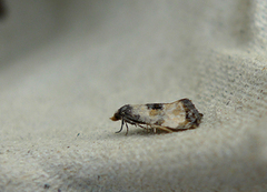 Svevepraktvikler (Cochylis dubitana)