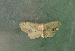 Flekkengmåler (Idaea dimidiata)