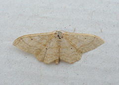 Bueengmåler (Idaea straminata)