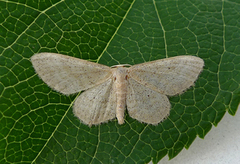 Punktengmåler (Idaea sylvestraria)