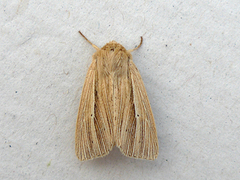 Brungult gressfly (Mythimna impura)