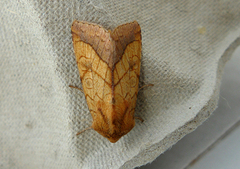 Gullfagerfly (Pyrrhia umbra)