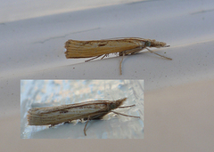 Gul nebbmott (Agriphila inquinatella)