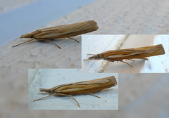 Okernebbmott (Agriphila tristella)