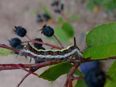 Psikveldfly (Acronicta psi)