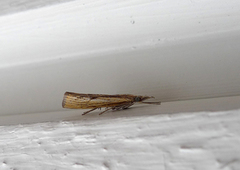 Gul nebbmott (Agriphila inquinatella)