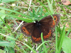 Fløyelsringvinge (Erebia ligea)