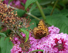 Aglajaperlemorvinge (Argynnis aglaja)