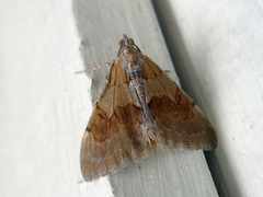 Fjærbarmåler (Pennithera firmata)