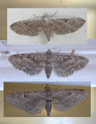 Augustdvergmåler (Eupithecia pusillata)