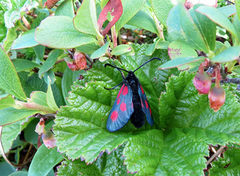 Fjellbloddråpesvermer (Zygaena exulans)