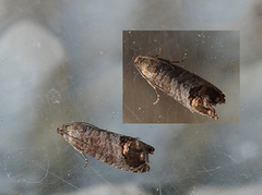 Epleglansvikler (Cydia pomonella)