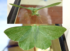 Kjempebladmåler (Geometra papilionaria)