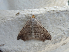 Sigdfly (Laspeyria flexula)