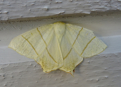 Stjertmåler (Ourapteryx sambucaria)