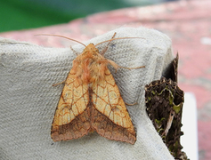 Gullfagerfly (Pyrrhia umbra)