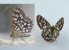 Rutemåler (Chiasmia clathrata)