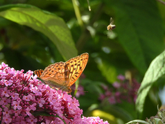 Keiserkåpe (Argynnis paphia)