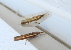 Okernebbmott (Agriphila tristella)