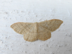 Bueengmåler (Idaea straminata)