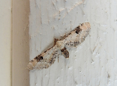 Hvit dvergmåler (Eupithecia centaureata)