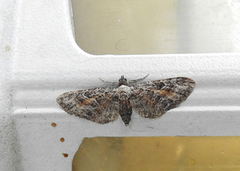 Rustdvergmåler (Eupithecia icterata)