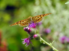 Keiserkåpe (Argynnis paphia)