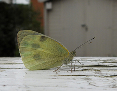 Stor kålsommerfugl (Pieris brassicae)