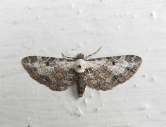 Burotdvergmåler (Eupithecia succenturiata)