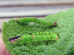 Sitronmåler (Opisthograptis luteolata)